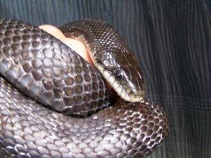 snake